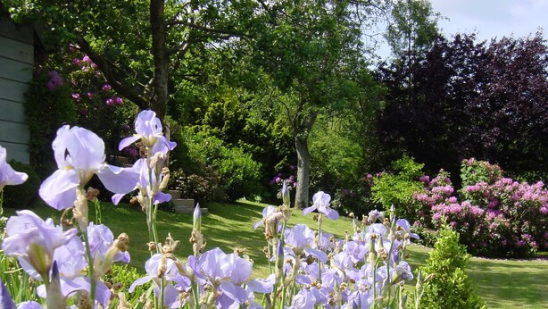 A garden with purple flowers and green grass. - Apartment in a half-timbered house 4 km to the ski lift carousel or Rothaarsteig (Winterberg)