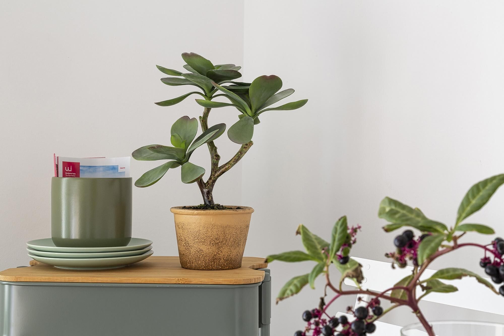 Una planta en maceta sobre una mesa de madera con una pila de platos verdes y un recipiente verde.