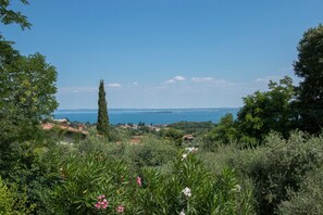 Un paysage côtier caractérisé par une végétation luxuriante, un grand cyprès et une vue lointaine sur la mer et les bâtiments.
