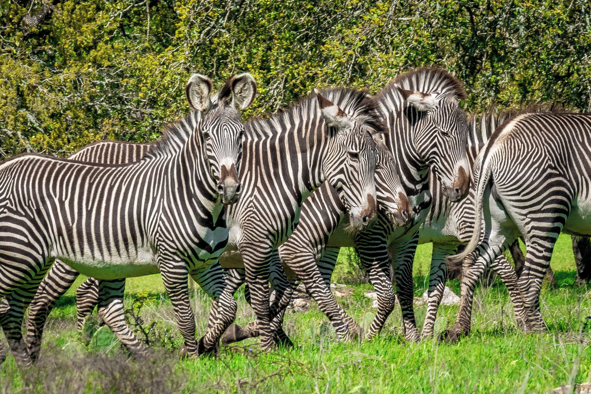 Eine Gruppe von Zebras in einem grasbewachsen Feld mit Bäumen im Hintergrund.