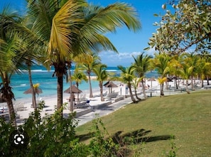 A beach with palm trees, lounge chairs, and umbrellas.