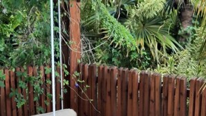 En hængekøje spændt ud mellem to træer i en have med et træhegn og frodig vegetation i baggrunden.