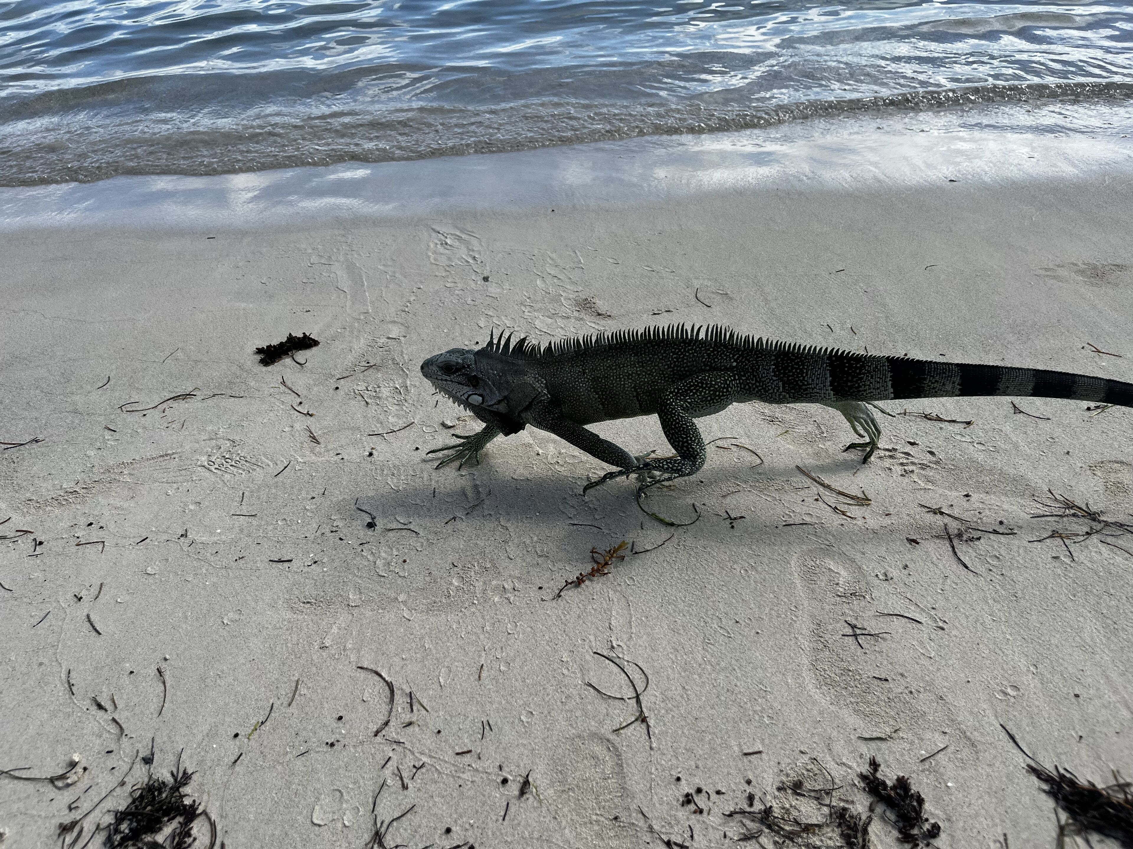 Una iguana en una playa arenosa con olas del océano al fondo.