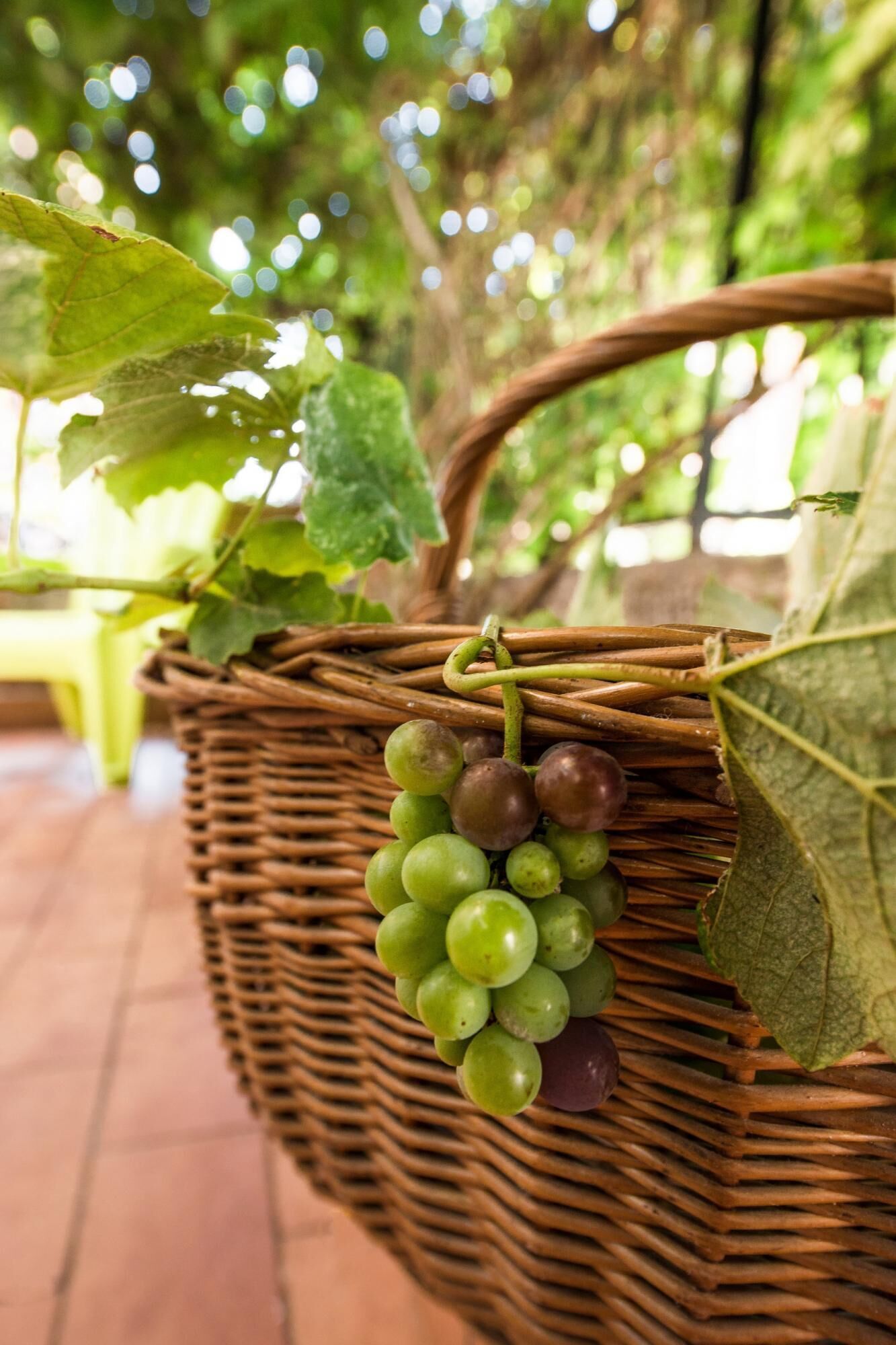 Una cesta de mimbre con uvas verdes colgando de una vid, sobre un piso de baldosas.