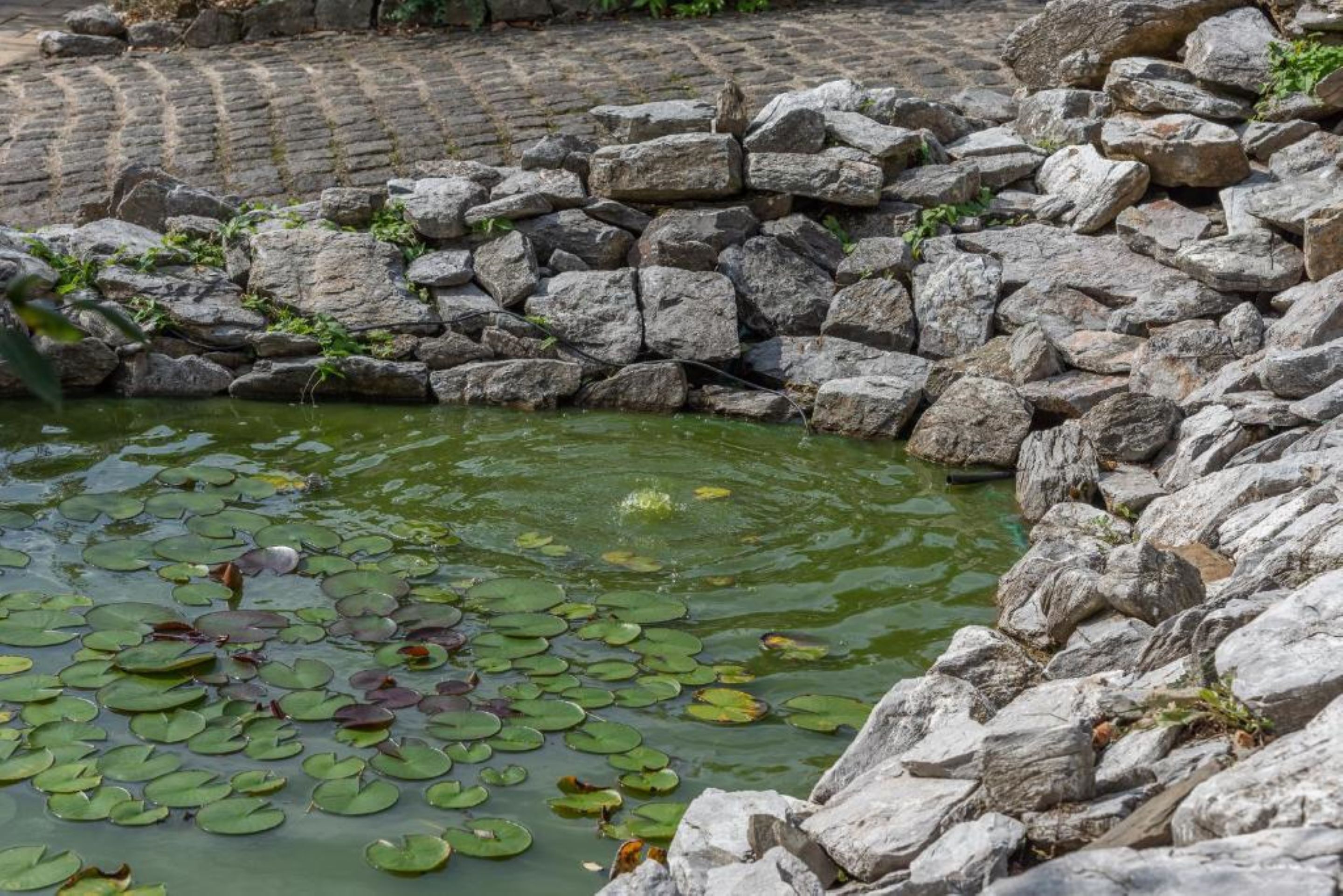 Ein Teich mit Seerosen, umgeben von einer Steinmauer.