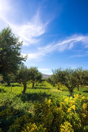 An olive grove with trees and green vegetation under a clear blue sky. - L Ulivo Blu - Two-bedroom With Seaview Balcony by Wonderful Italy (Castellammare del Golfo)