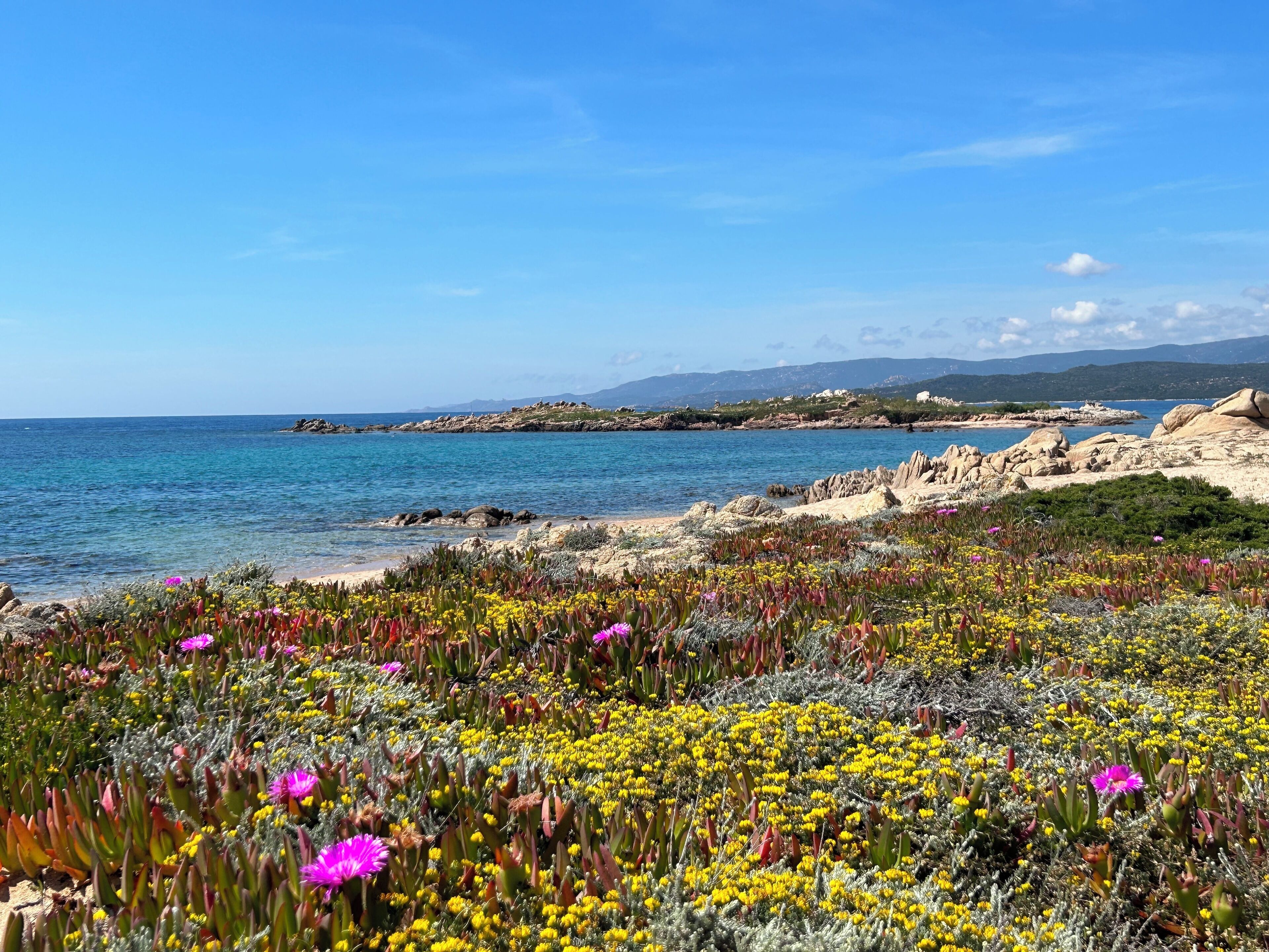 Un paysage côtier caractérisé par une rive rocheuse, une variété de fleurs aux couleurs vives et un ciel bleu dégagé.