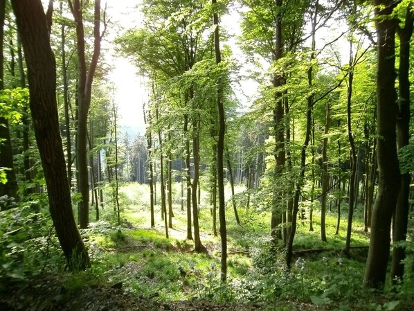 Ein dichter Wald mit hohen Bäumen und einem schmalen Pfad.