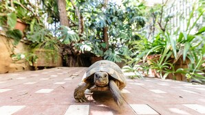 A tortoise on a tiled pathway surrounded by lush greenery. - Un Giardino Segreto a Palermo by Wonderful Italy (Palermo)