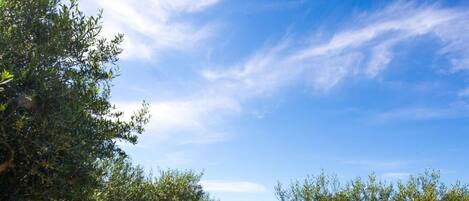 Une oliveraie avec des rangées d’arbres sous un ciel bleu dégagé.