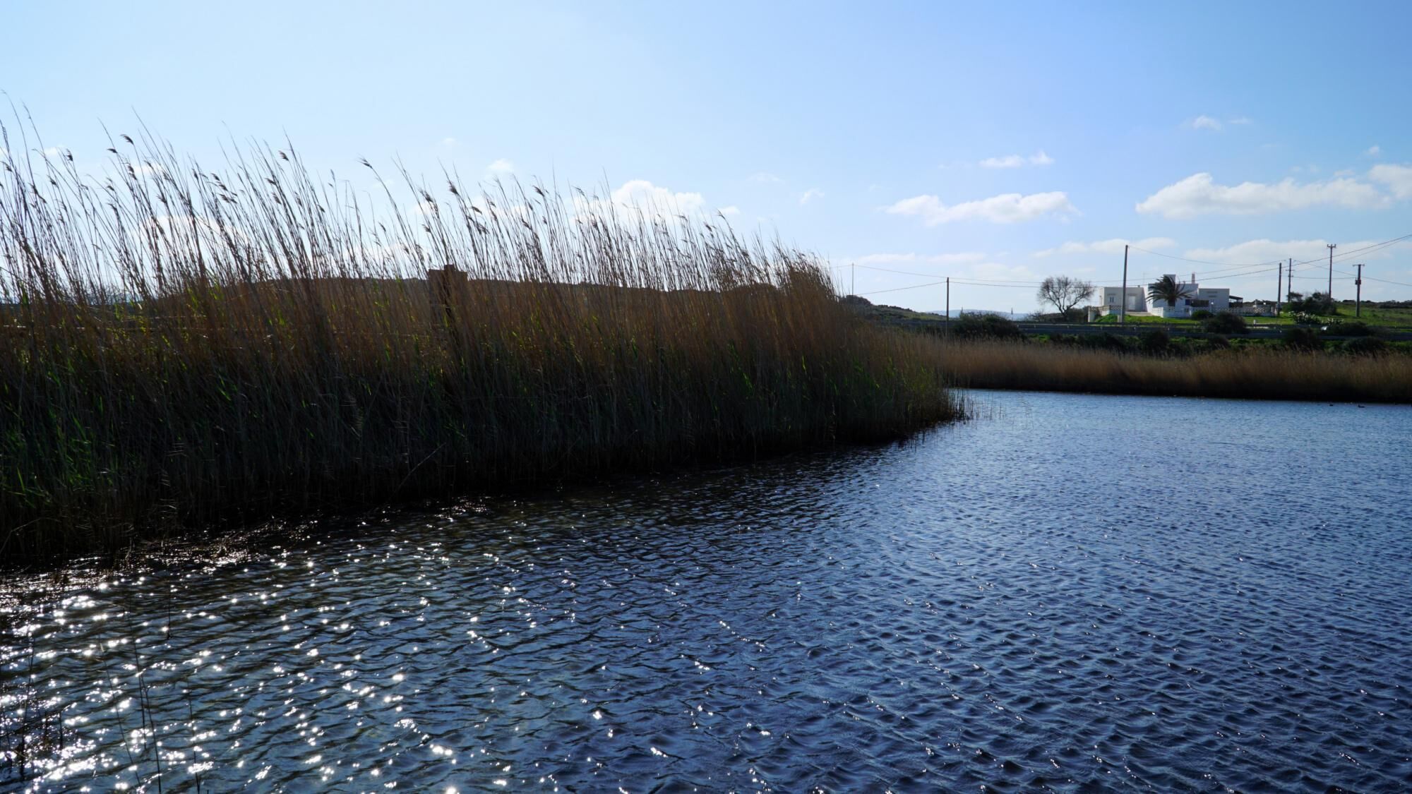 Une étendue d’eau calme, bordée d’un côté par de hauts roseaux et surplombée d’un ciel dégagé.