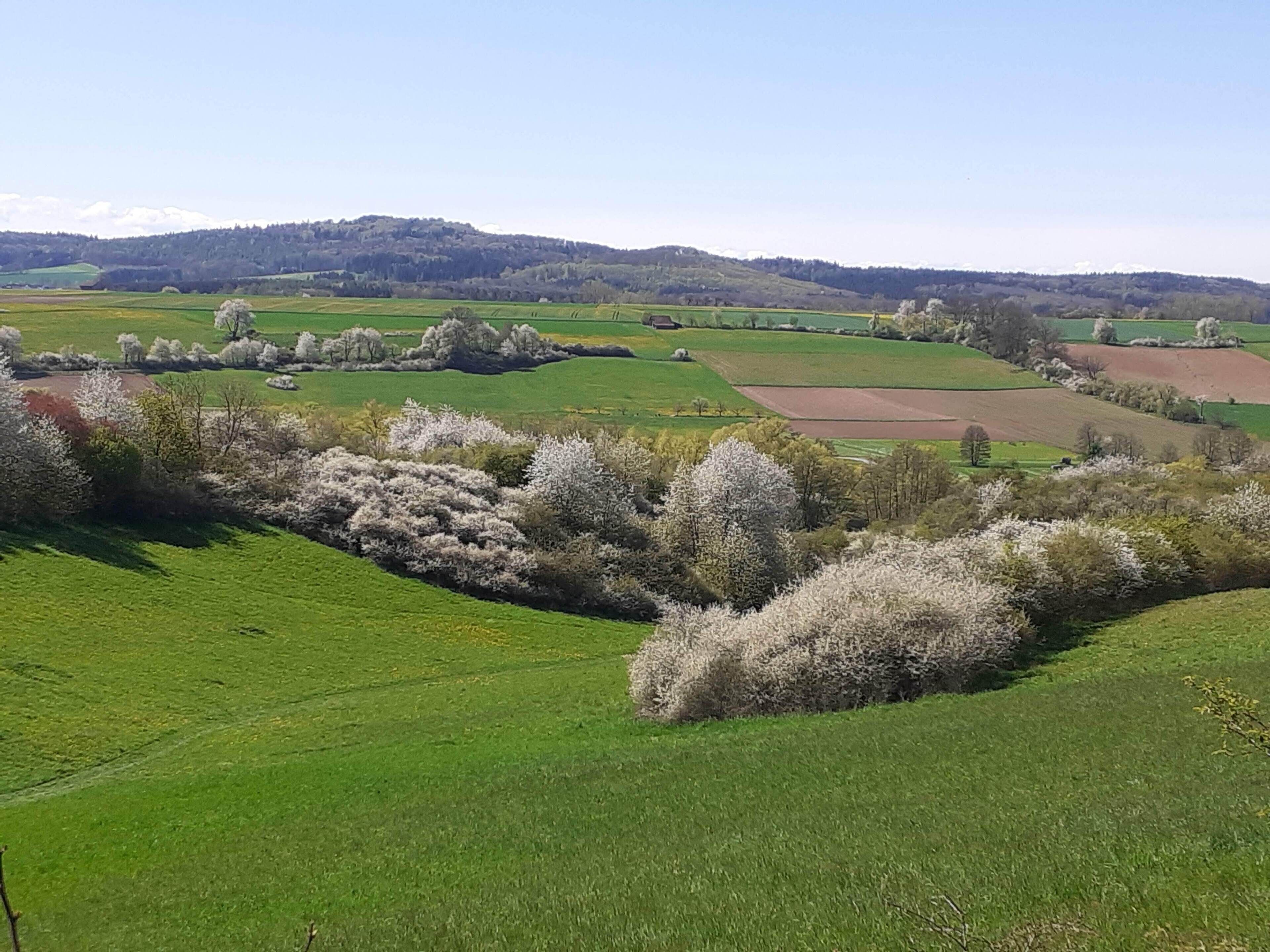 A rural landscape with rolling green fields, scattered trees, and a distant hill range.
