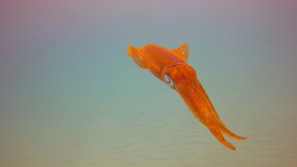 A single orange fish swimming in clear water.
