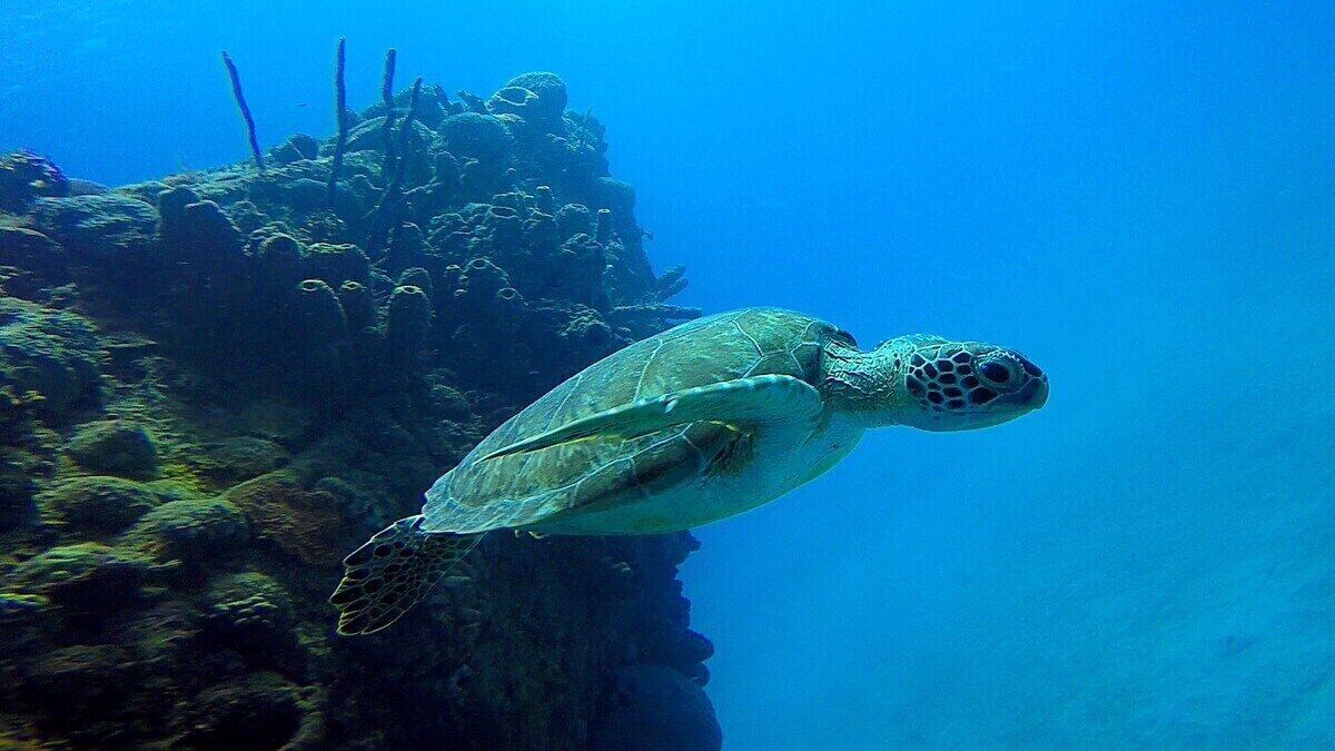 A sea turtle swimming near a coral reef.