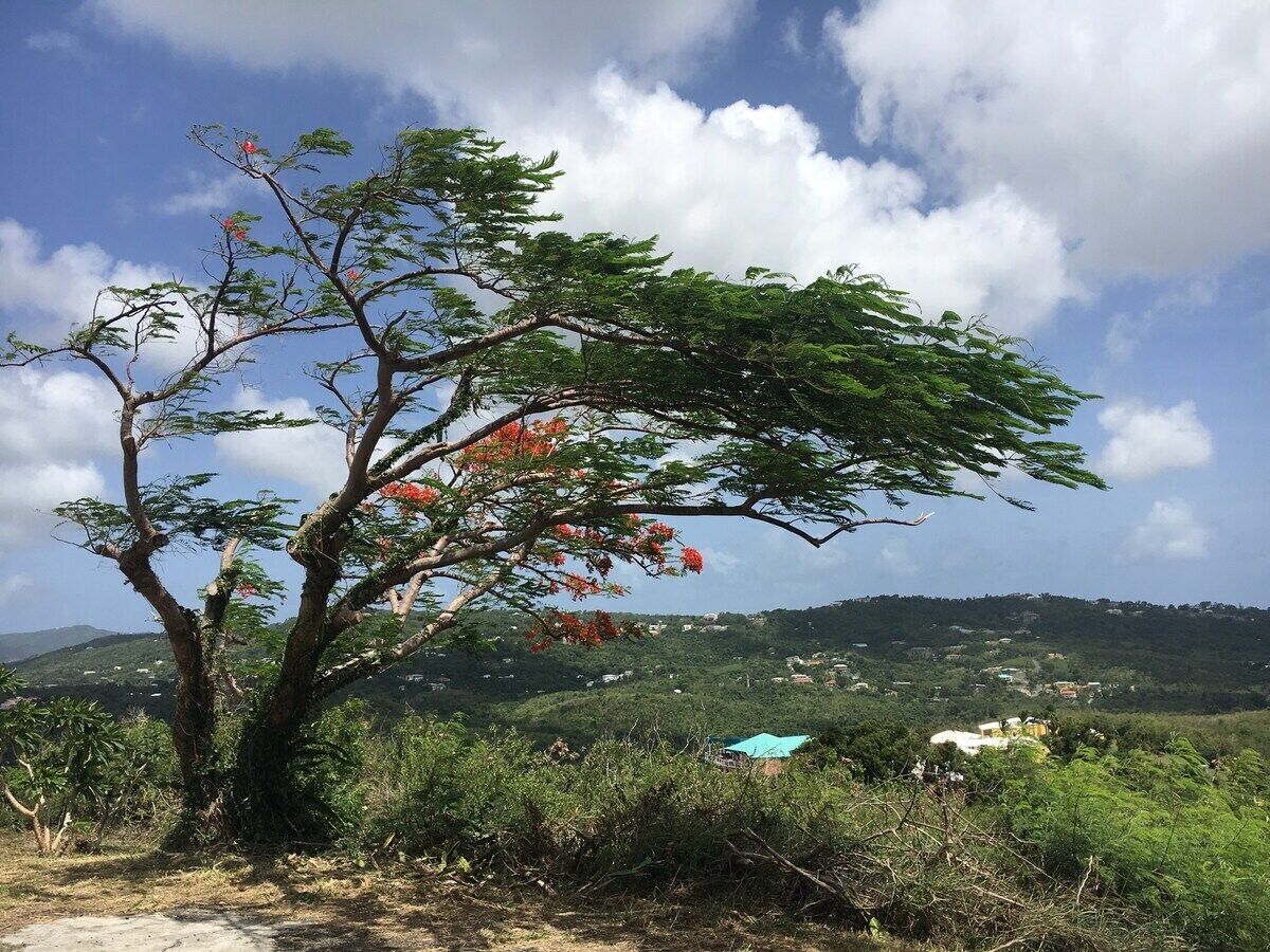 Un arbre aux fleurs rouges, dans un paysage naturel avec des collines en arrière-plan.