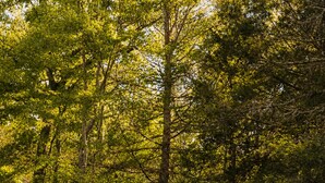 A small cabin with a wooden door and a chimney, surrounded by dense forest. - Rivers Ledge Cabin with Sauna and Hot Tub (Barrville)