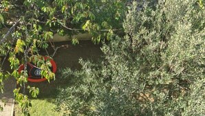 Ein Garten mit verschiedenen Bäumen und einem kleinen Teich.