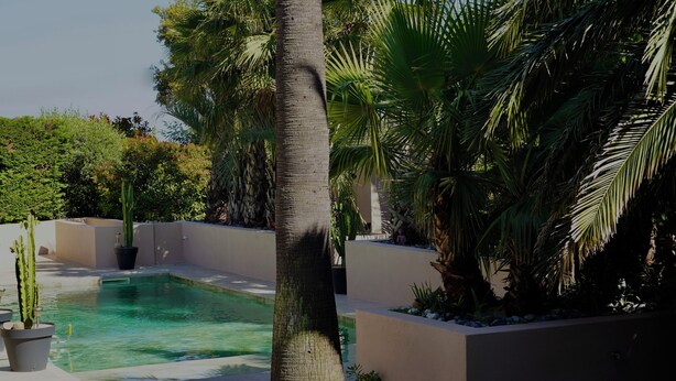 Une piscine entourée de palmiers et de cactus, sous un ciel dégagé.
