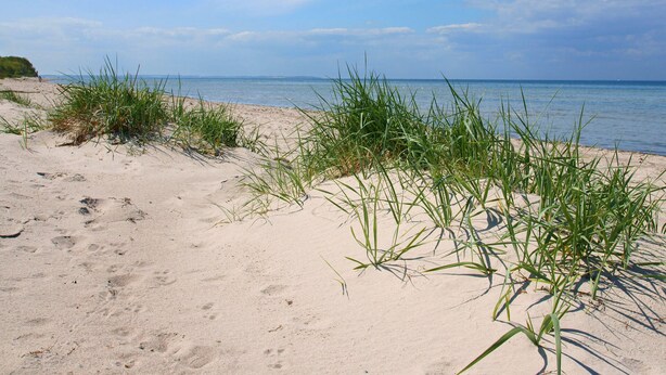 A sandy beach with green grass in the foreground and a calm sea in the background. - Swedish red vacation home "Isi" - Beach 500m - Holiday home on the Baltic Sea (Zierow)