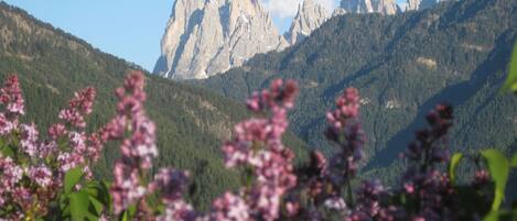 Paesaggio montuoso con cime rocciose e fitte zone boschive.