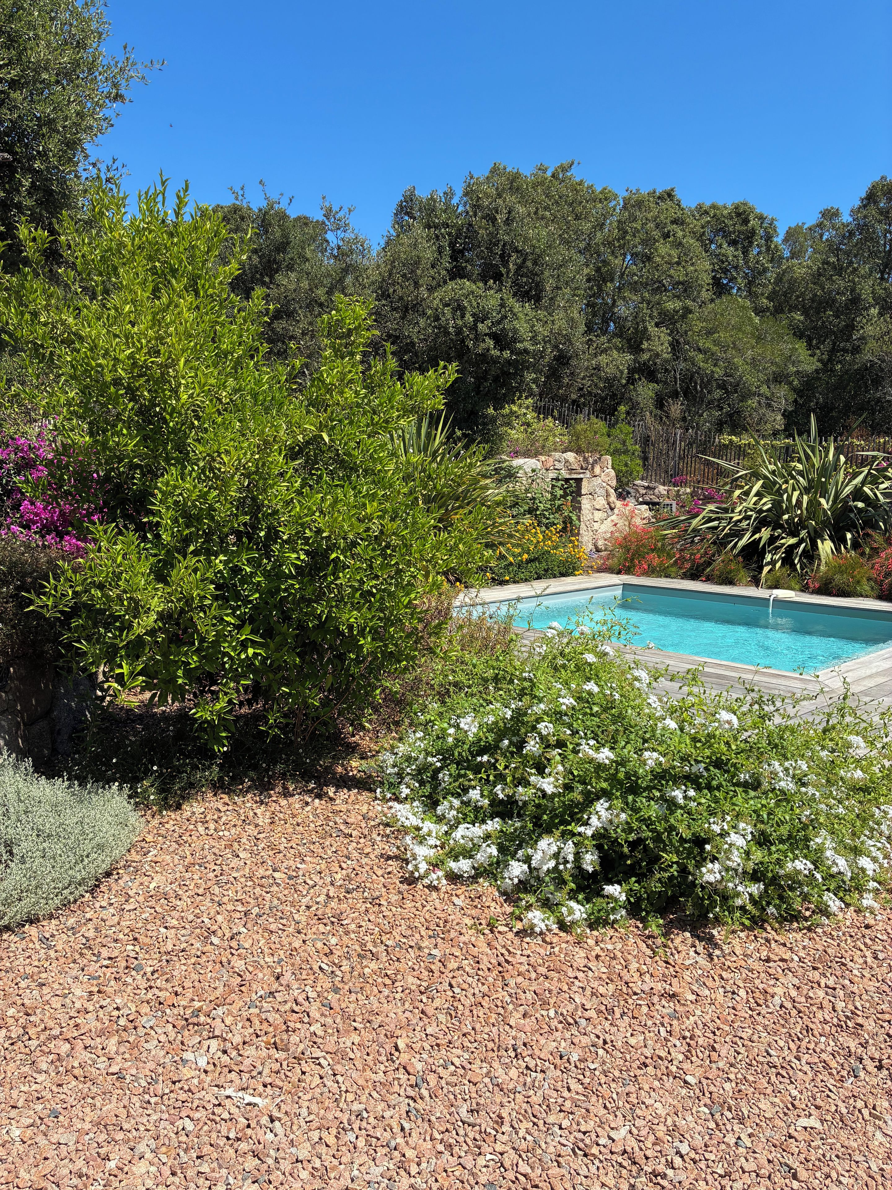 A swimming pool surrounded by a variety of plants and a gravel path.