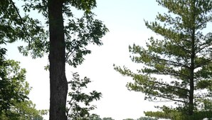 Property grounds - Greatwood (Turtle Lake)