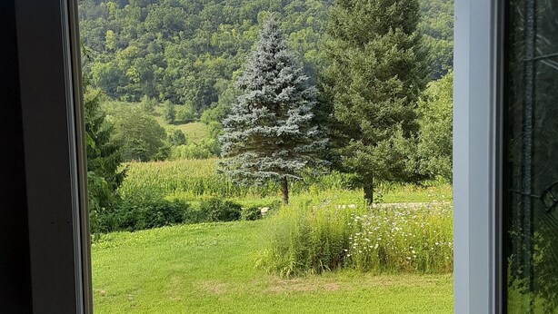 A view through a window of a lush green landscape with a prominent coniferous tree and a hill in the background. - Remodeled country farmhouse, 3 min drive from Mississippi River, Peaceful/Clean. (Genoa)