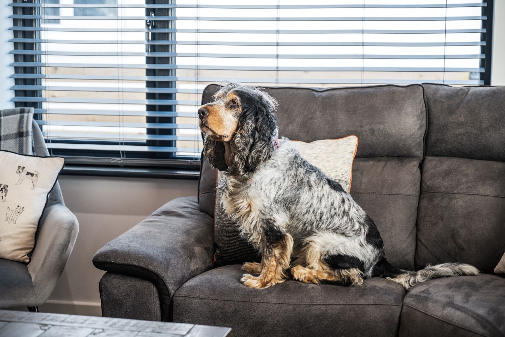 Un chien est assis sur un canapé gris dans une pièce dotée d’une fenêtre et de stores.