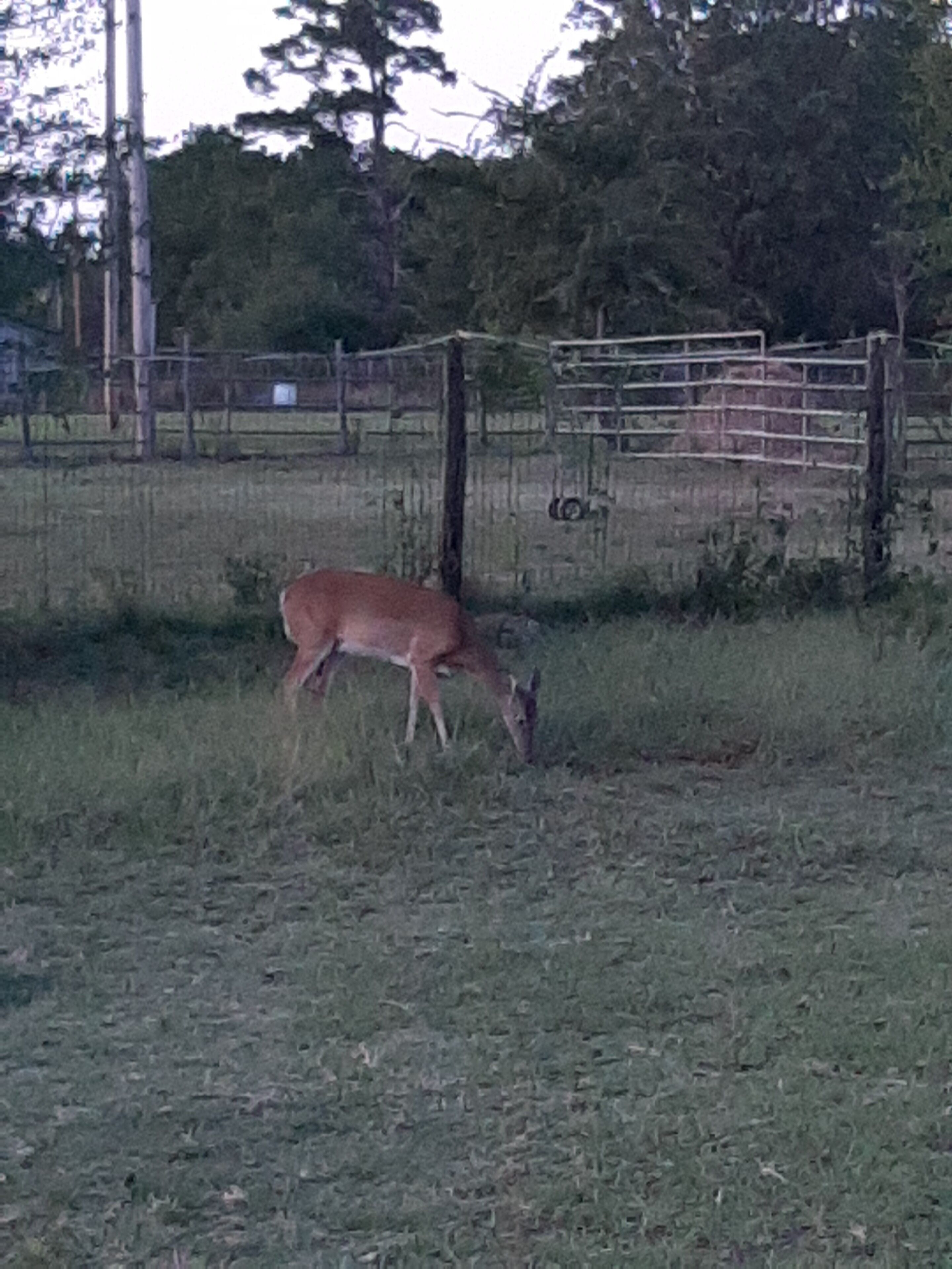 A fenced area with a deer grazing.