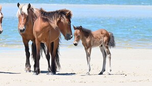 A beach with horses near the water. - Waterfront Retreat (New Bern)