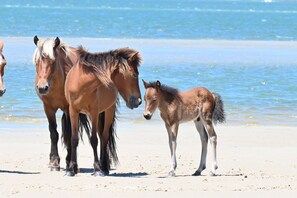 Sun-loungers, beach towels