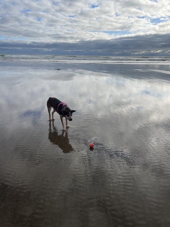 Um cão em pé numa praia molhada com uma bola.