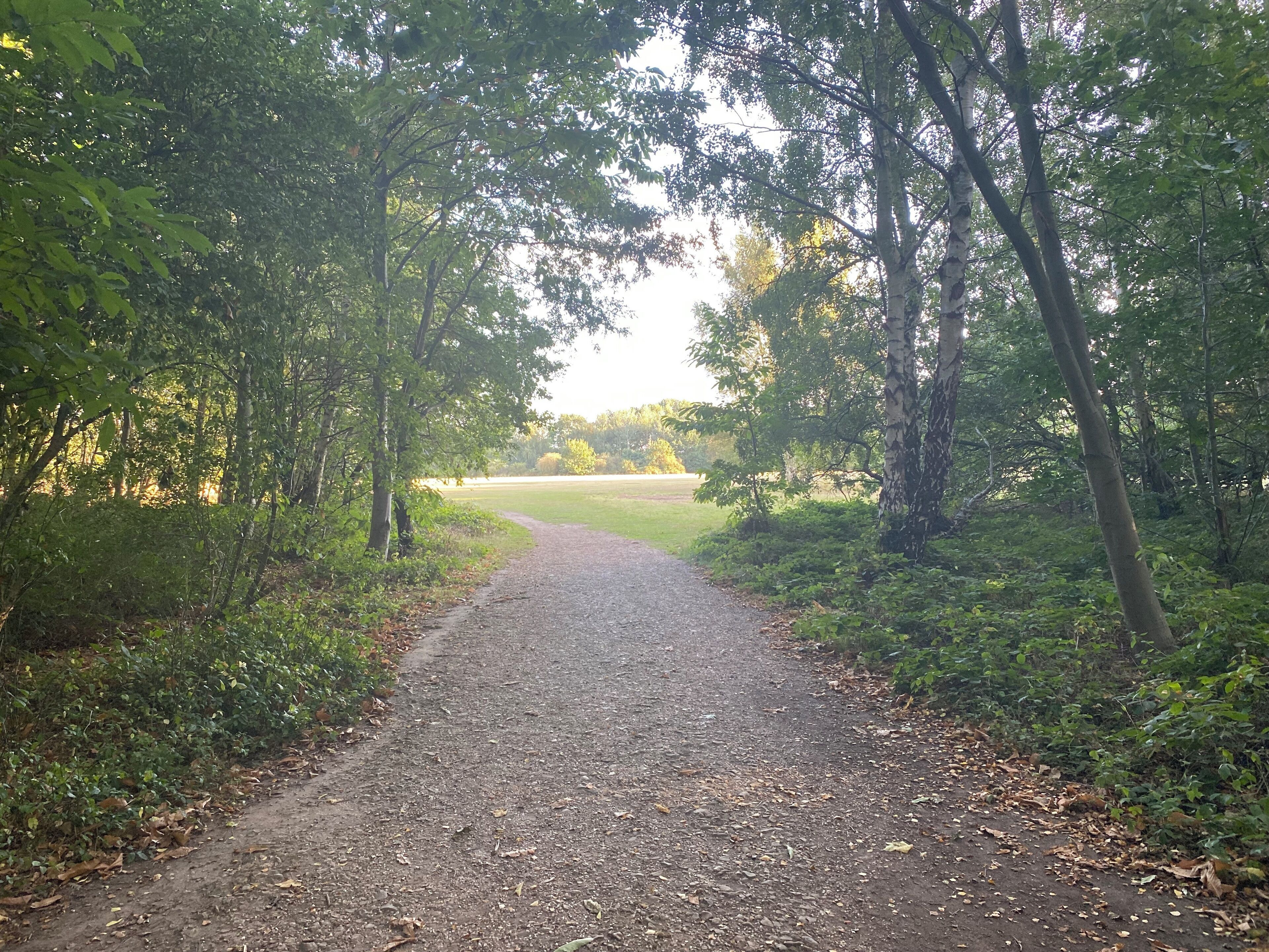 A gravel path flanked by trees leading to a grassy field.