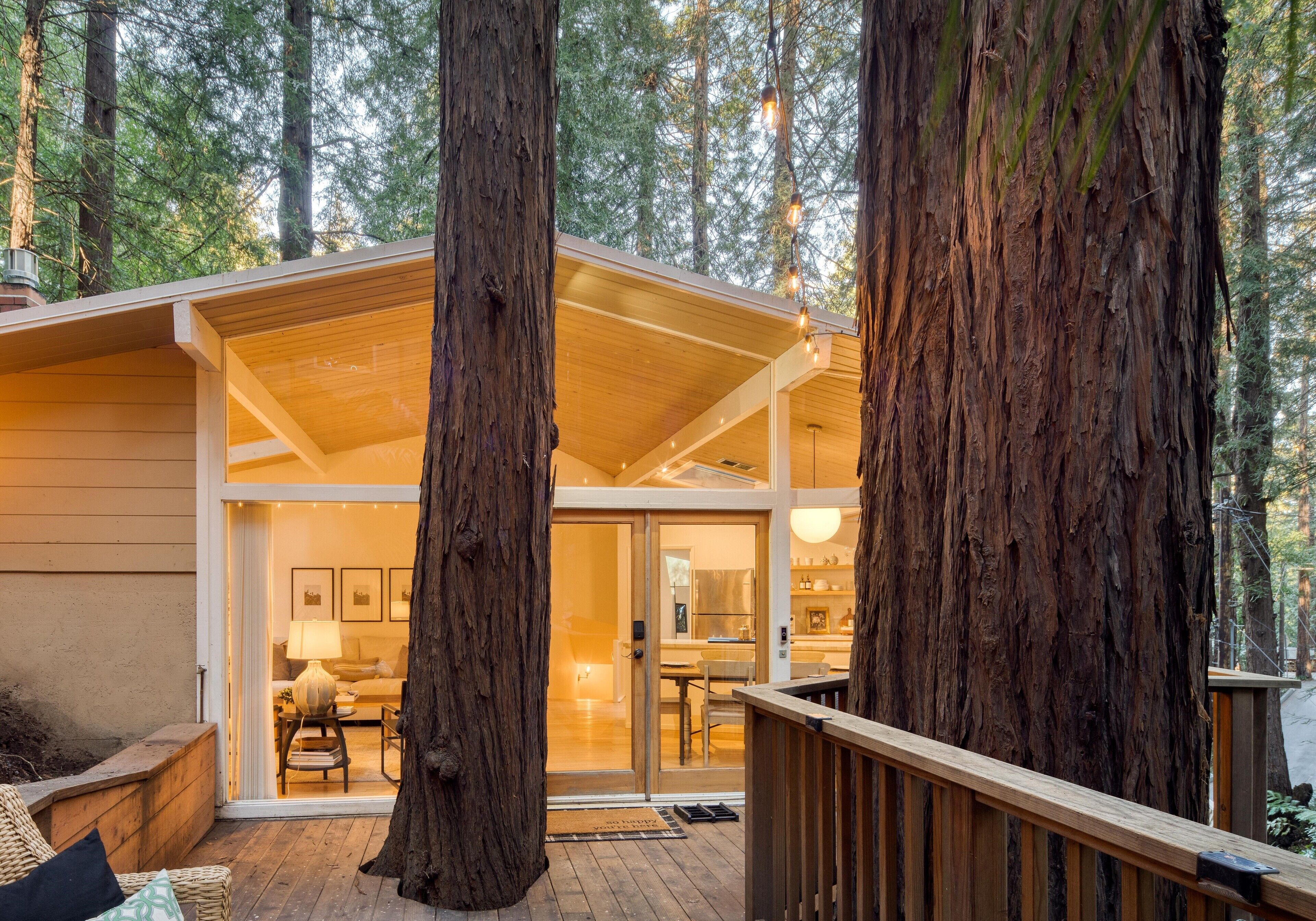 Window to the Redwoods