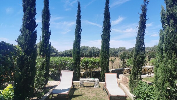 Un giardino con alberi alti e due poltrone.