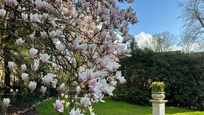 Un jardín con un gran magnolio y una jardinera de piedra blanca con flores amarillas.