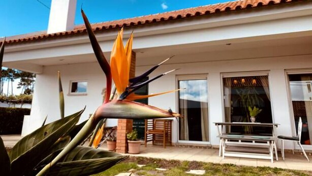 Une maison moderne avec un toit en tuiles, une grande plante « oiseau de paradis » et un patio aménagé avec des chaises et une table.