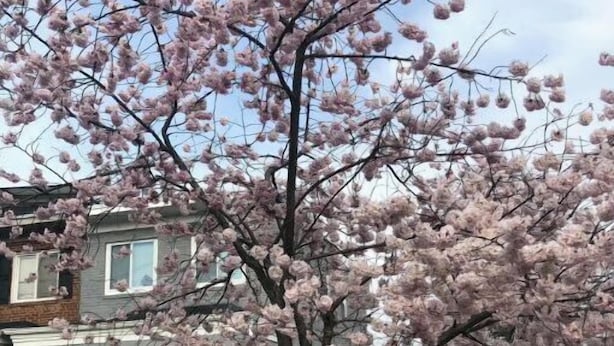 Un quartier résidentiel avec une maison qui se distingue par sa porte rouge, sa clôture en bois et un arbre aux fleurs roses.