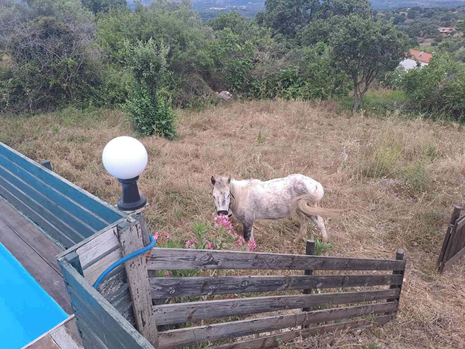 A horse grazing near a wooden fence with a blue roof and a white spherical object on top.