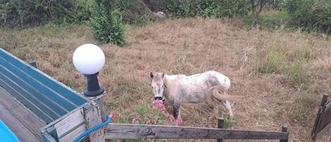 A horse grazing near a wooden fence with a blue roof and a white spherical object on top.