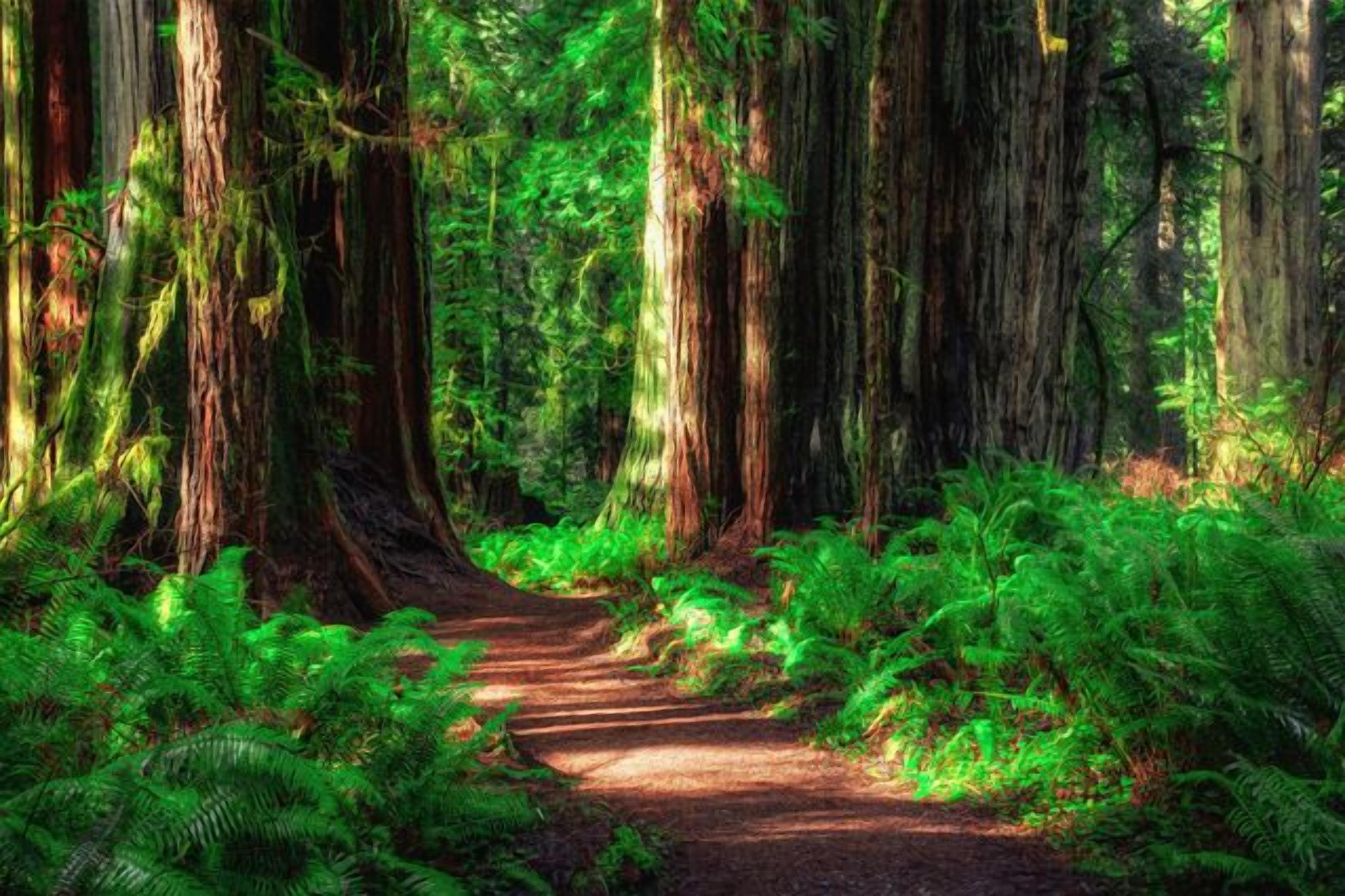 A forest path surrounded by tall trees and lush green ferns.