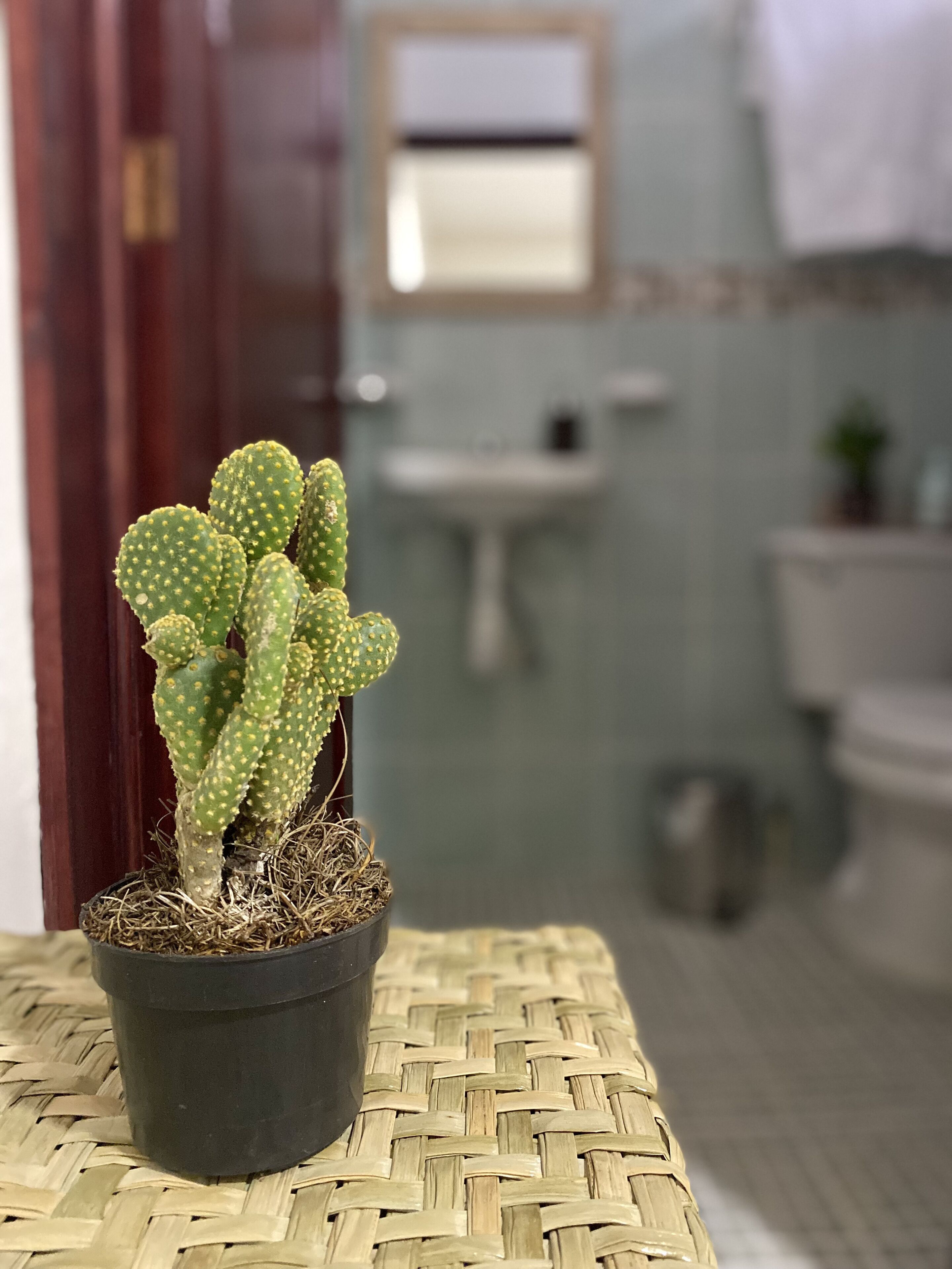 Habitación doble | Baño | Regadera, toallas, jabón, shampoo 