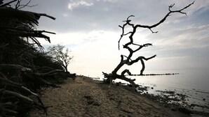 Una playa con una rama prominente de árbol seco sobresaliendo sobre la arena.