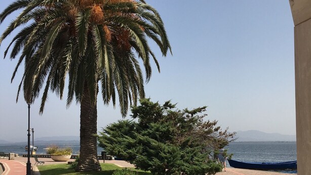 A landscaped area with a palm tree, a bench, and a view of the sea.