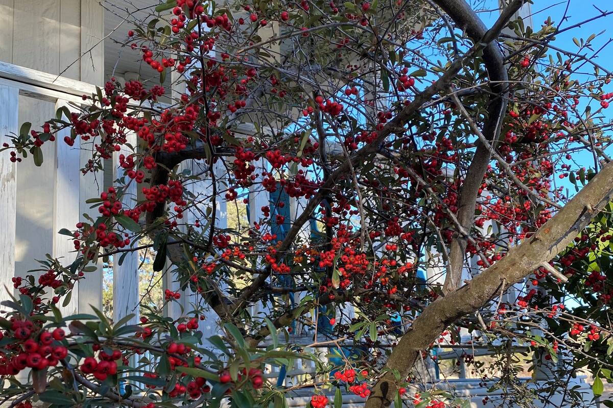 A tree with red berries in front of a building with white siding.