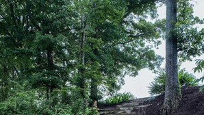 A stone staircase leading up a hill, surrounded by trees and greenery. - Beautiful House on the River! Book now for Spring & Summer 2025! (Pangburn)