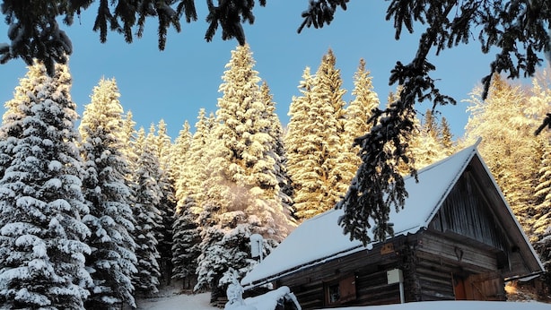 Une cabane enneigée, entourée de grands arbres à feuilles persistantes.