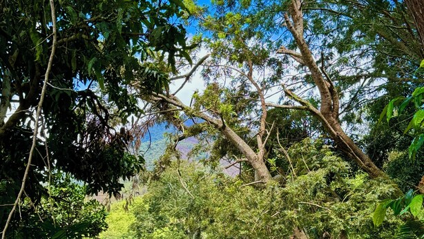 Una casa de madera rústica rodeada de abundante vegetación y un sendero de piedra que conduce a ella.