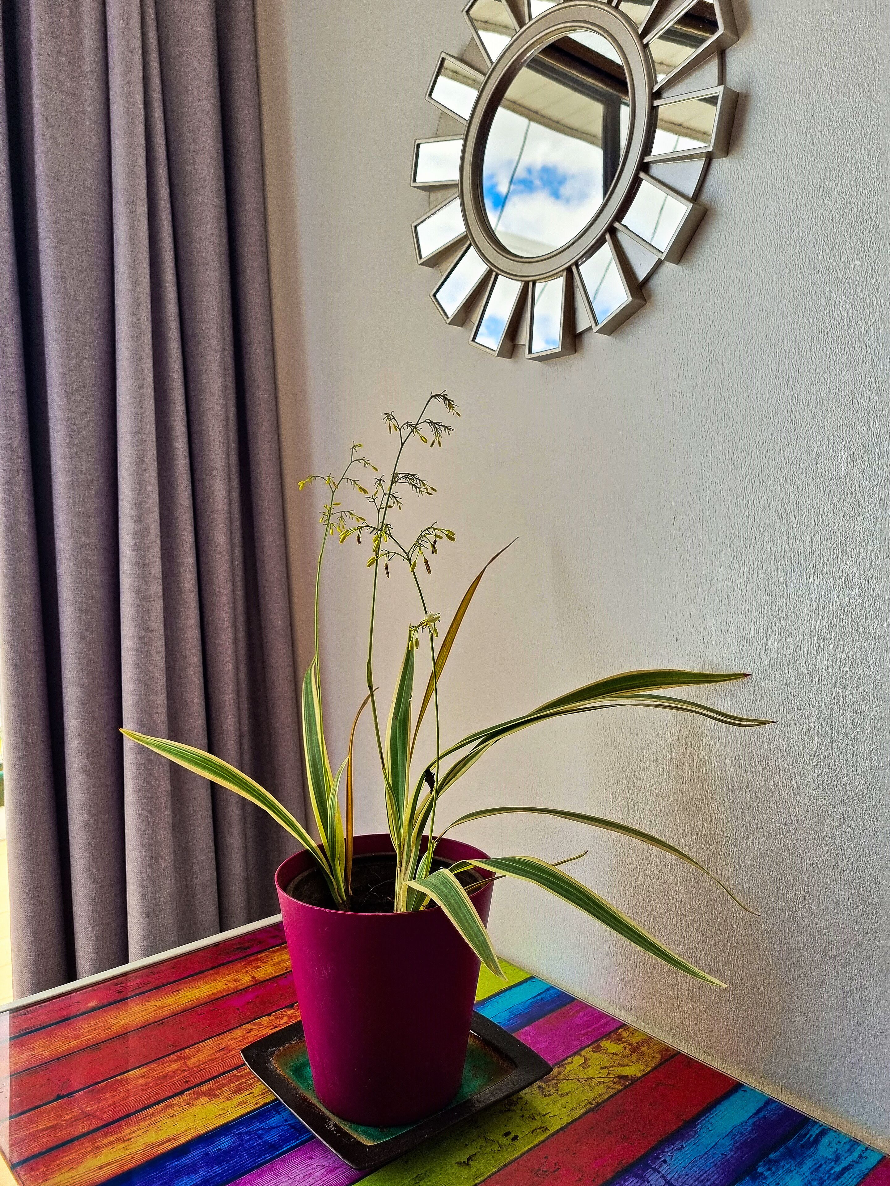 A potted plant on a colorful table, a mirror on the wall, and a window with curtains.