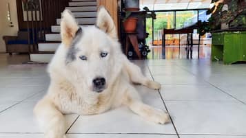 Pet-friendly